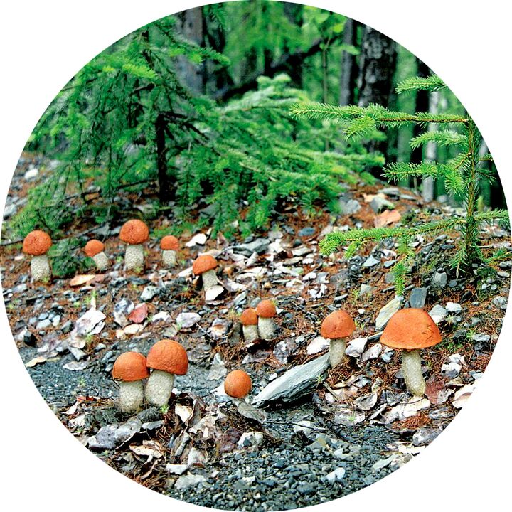 What to do when you have a lot of fungal infections